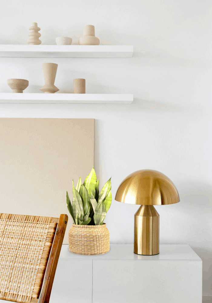 Kakteen für jeden Raum