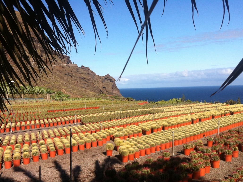 Sonne Kakteen Meer...