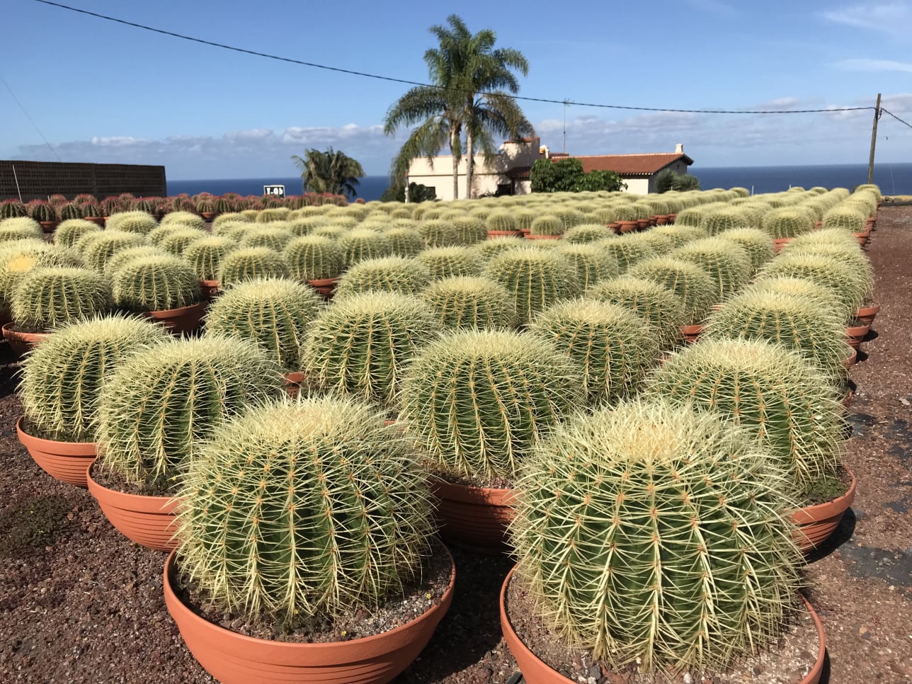Unter der Sonne reifen die Kakteen in Teneriffa