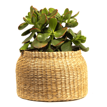 Kakteen für jeden Raum 1