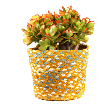 Kakteen für jeden Raum 5