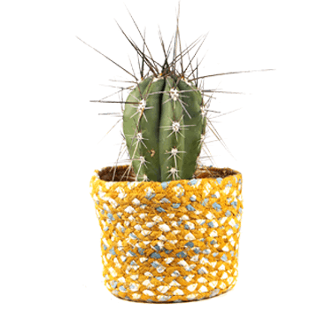 Kakteen von Hohn für verschiedene Designs