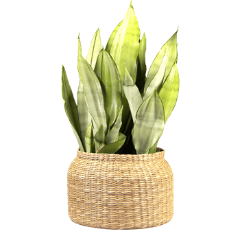 Einzigartige Kakteen von Hohn